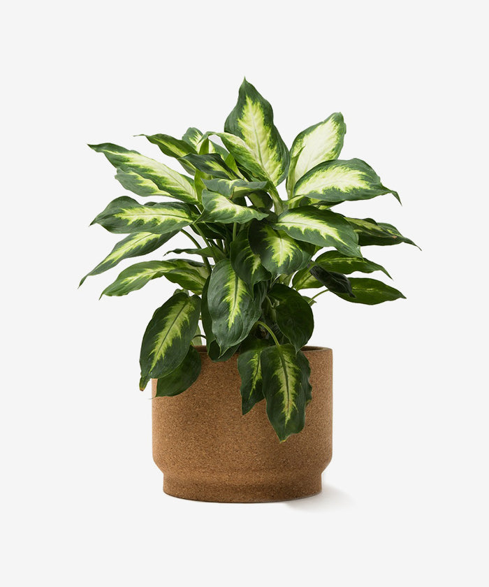 Ball tip corned beef Ball tip corned beef